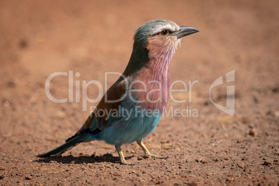 Lilac-breasted roller standing on dirt with catchlight