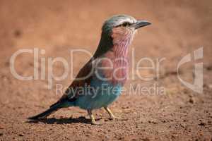 Lilac-breasted roller standing on dirt with catchlight