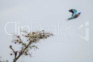 Lilac-breasted roller taking off from whistling thorn