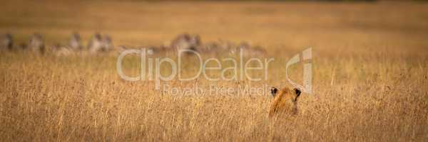Lion hides in long grass watching zebra