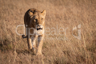 Lion in bright sunshine walking on savannah