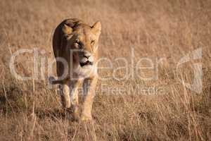 Lion in bright sunshine walking on savannah