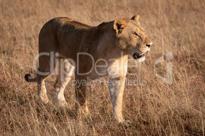 Lion in bright sunshine walks on savannah