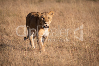 Lion in sunshine walking through long grass