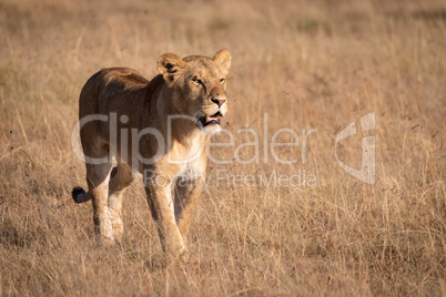Lion walking through long grass in sunshine