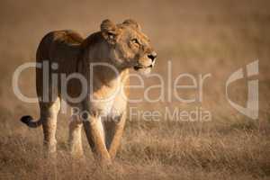 Lioness crosses grass with catchlight in eye