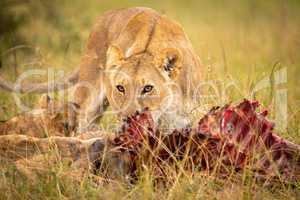 Lioness and cub eating kill in grass
