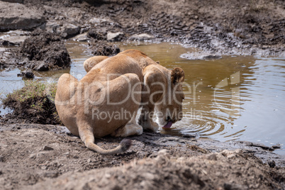 Lioness crouches to drink from rocky stream