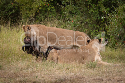 Lioness drags wildebeest by neck past another
