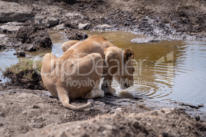 Lioness crouching to drink from rocky stream