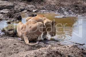Lioness crouching to drink from rocky stream