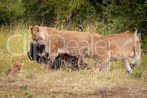 Lioness drags wildebeest past another near cub