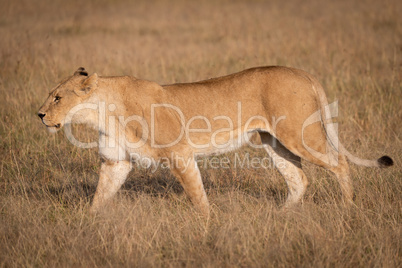 Lioness in profile walks across dry savannah
