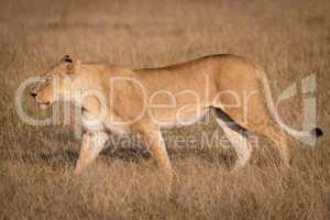 Lioness in profile walks across dry savannah