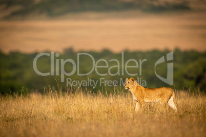 Lioness standing in grass with trees behind