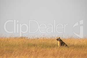 Lioness sits in long grass on horizon