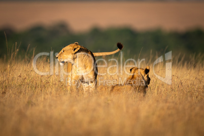 Lioness stands by another in long grass