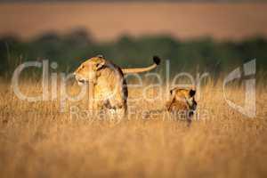 Lioness stands by another in long grass