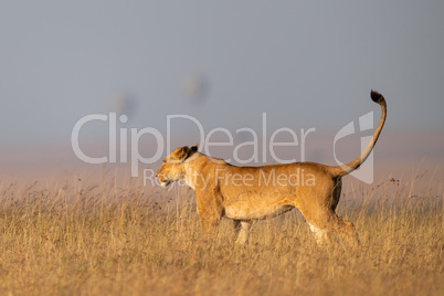 Lioness stands in grass with balloons behind
