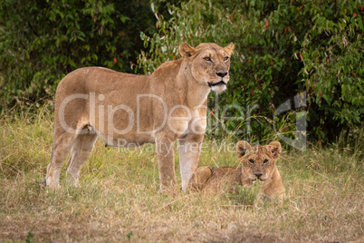 Lioness stands guarding cub in long grass