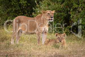 Lioness stands guarding cub in long grass