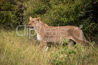 Lioness stands in long grass in bushes