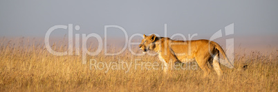 Lioness stands in long grass in profile