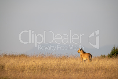 Lioness stands in long grass on horizon