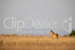 Lioness stands in long grass on horizon