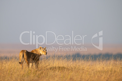 Lioness stands in long grass looking right