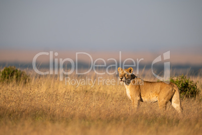 Lioness stands in long grass staring left