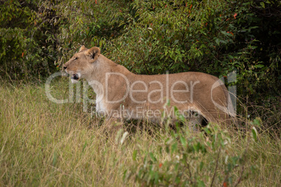 Lioness stands in profile in long grass