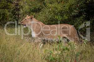 Lioness stands in profile in long grass