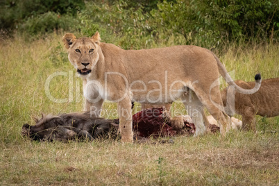Lioness stands over wildebeest carcase with cubs