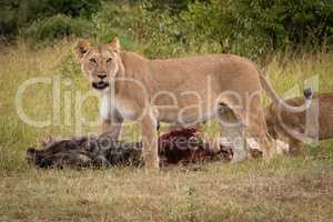 Lioness stands over wildebeest carcase with cubs