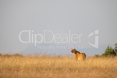 Lioness stands on horizon in long grass