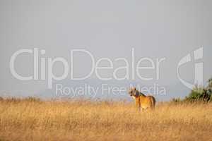 Lioness stands on horizon in long grass