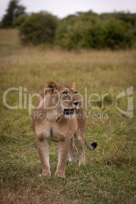 Lioness stands staring on grass near bushes