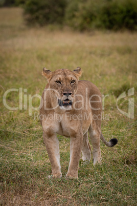 Lioness stands staring in grass near bushes