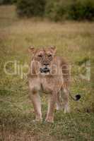 Lioness stands staring in grass near bushes