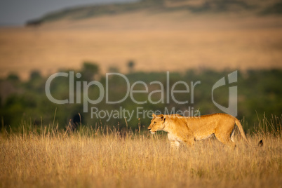 Lioness walking in long grass on horizon