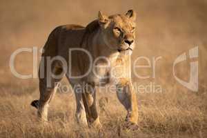 Lioness walking on short grass looking ahead