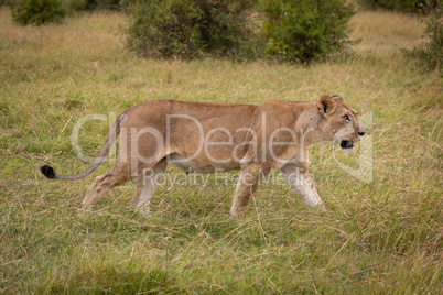 Lioness walking through long grass near bushes