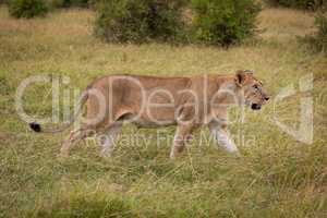 Lioness walking through long grass near bushes