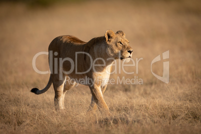 Lioness walking on short grass looking right