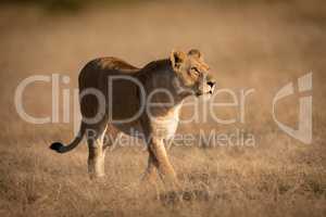 Lioness walking on short grass looking right