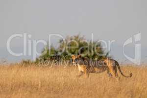 Lioness walks in golden light on savannah