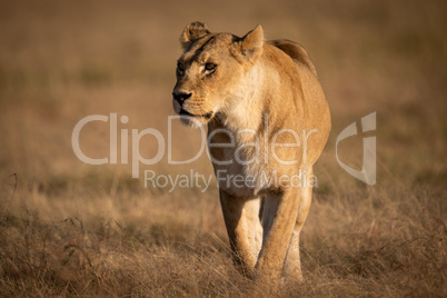 Lioness walks across dry savannah looking left