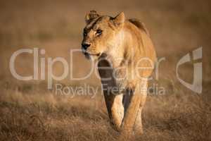 Lioness walks across dry savannah looking left