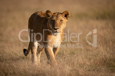 Lioness walks in grass in golden light